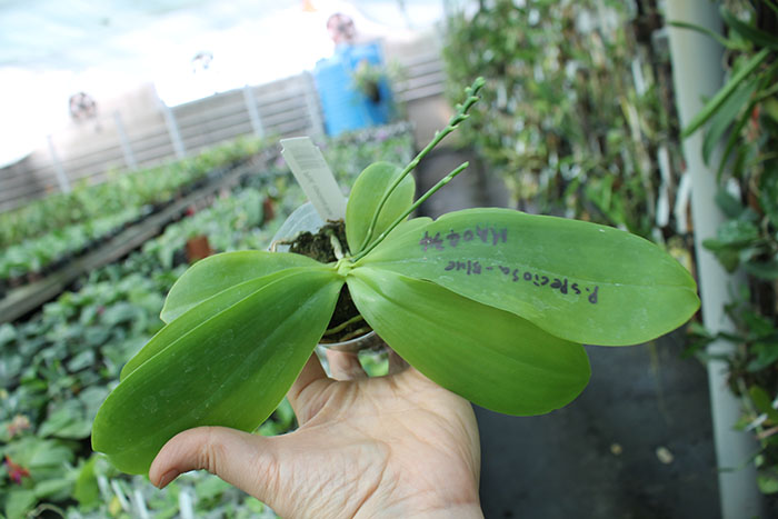 Phalaenopsis speciosa blue.jpg