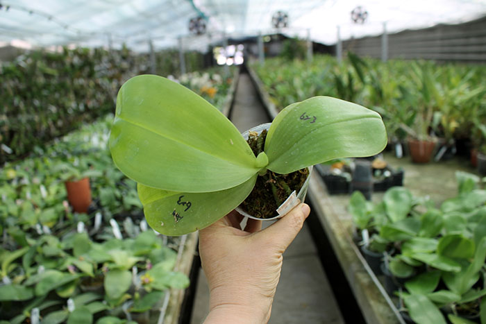 Phalaenopsis LD Purple Baer x Mituo Prince.jpg