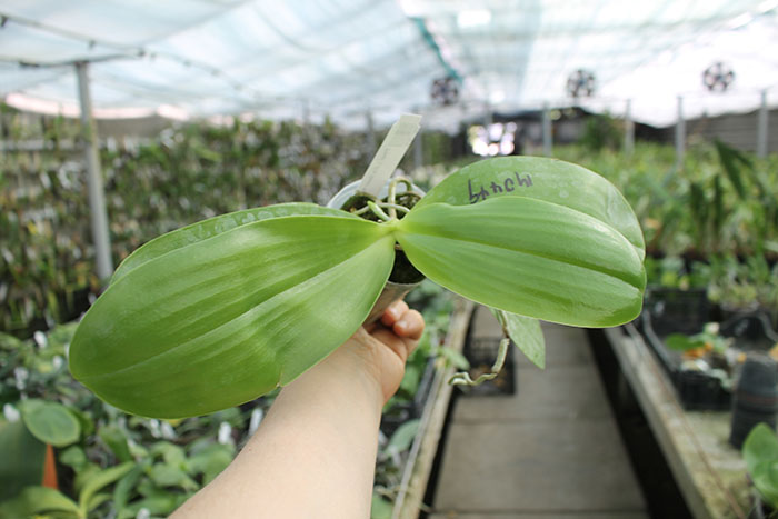 Phalaenopsis LD's Bear King 'RK-6'.jpg