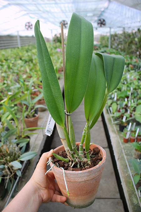 Cattleya The Pearl (rex x gaskelliana).jpg