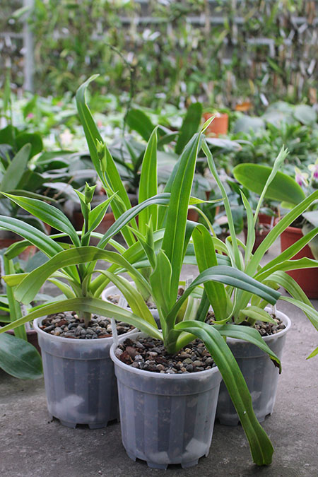 Phragmipedium Andean Fire (besseae x lidleyanum).jpg