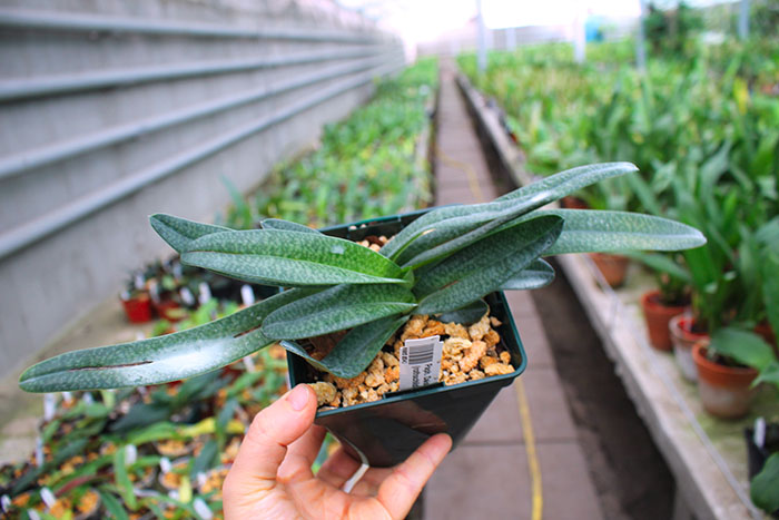 Paphiopedilum Daisy Barclay (rothschildianum x leucochilum).jpg