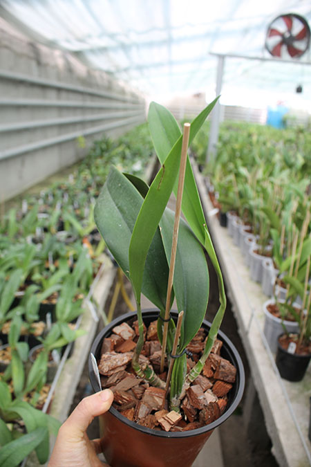 Laeliocattleya Miss Wonderful 'Imperialis'.jpg