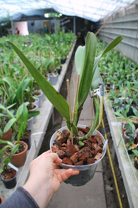 Laeliocattleya Tyl Belle 'Fantasy' (Tyl x Edgard Van Bele).jpg