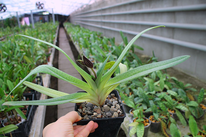 Paphiopedilum Dollgoldi (armeniacum x rothschildianum).jpg