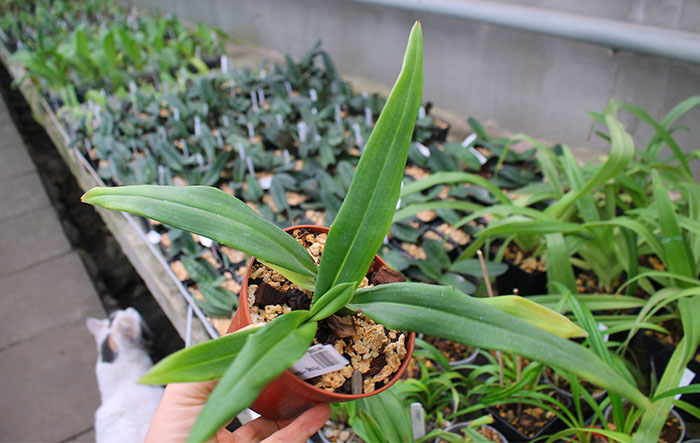 Phragmipedium schlimii var manzurii.jpg