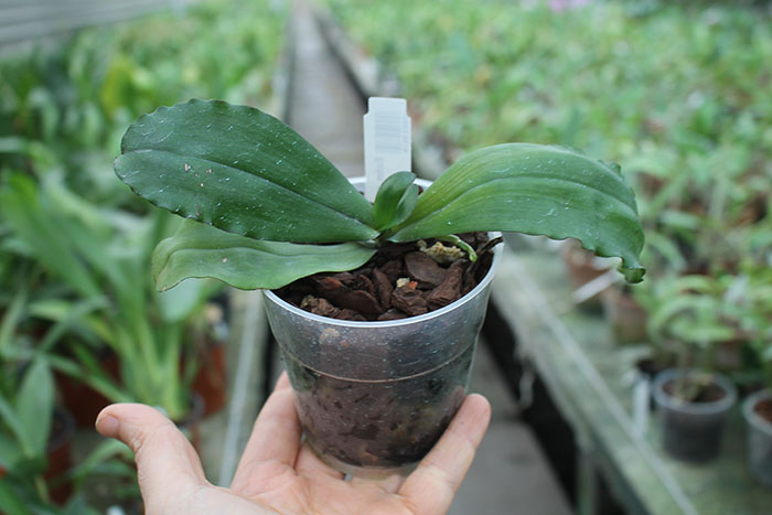 Eurychone rothschildiana.jpg