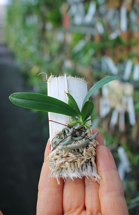 Neobathiea perrieri.jpg