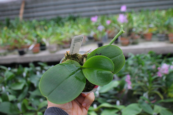 Phalaenopsis Mituo Sun King '#452'.jpg