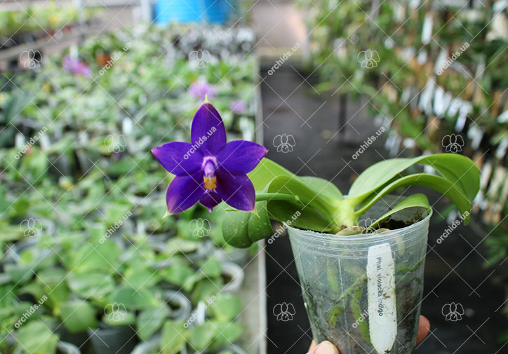 Phalaenopsis violacea indigo.jpg