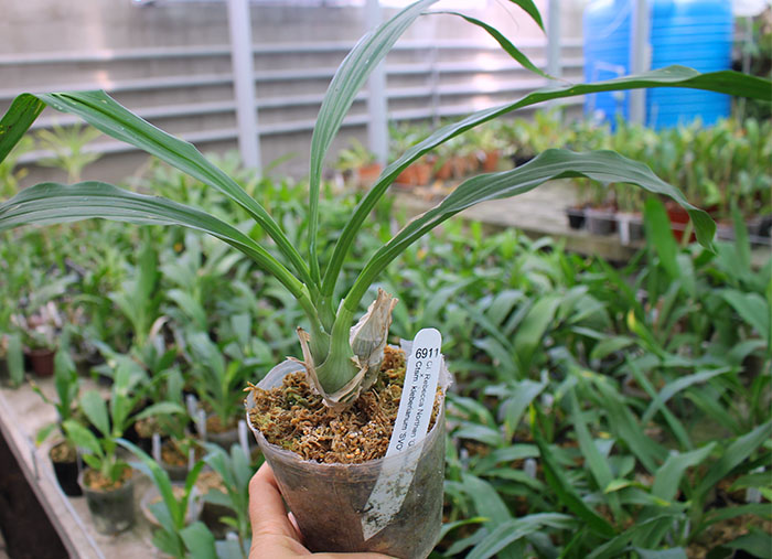Clowesia Rebecca Northen 'Grapefruit Pink' x Catasetum kleberianum 'SVO'.jpg