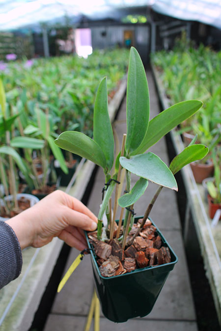 Sophrolaeliocattleya Leopard Lou.jpg