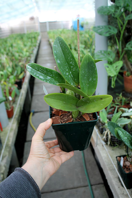 Cattleya Sea Breeze 'Fellraths Pride'.jpg