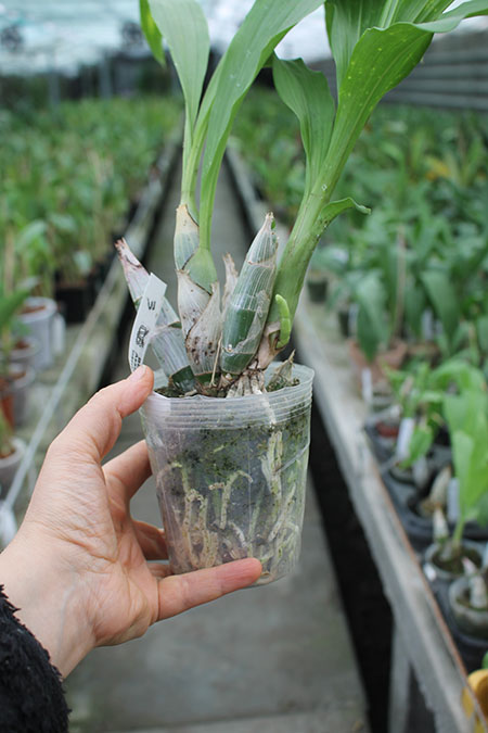 Catasetum (J Stivali x S Fuchs Viscoides) x pileatum orange.jpg