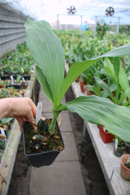 Anguloa virginalis.jpg