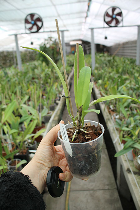 Cattleya maxima coerulea 'Dennis' x self.jpg