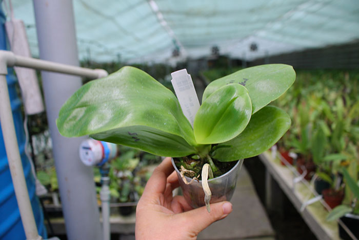 Phalaenopsis LD's Bear King x LD Purple 3S.jpg