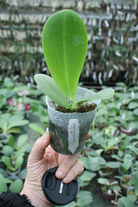 Phalaenopsis Ailiao Princess Gelb (Yungho Princess Gelb x Princess Spot).jpg