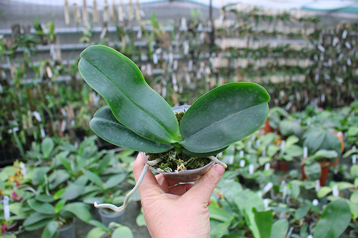 Phalaenopsis Bright Peacock 'Black & White Chocolate'.jpg