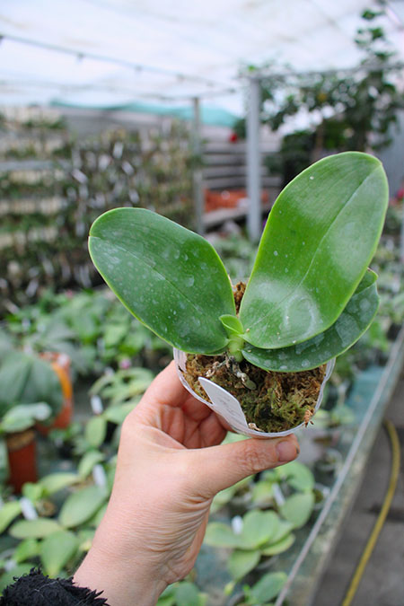 Phalaenopsis bellina coerulea.jpg