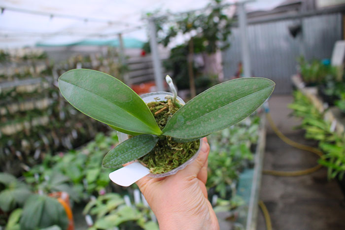 Phalaenopsis (Brother Sara Gold x Chiada Spark) 'ES'.jpg