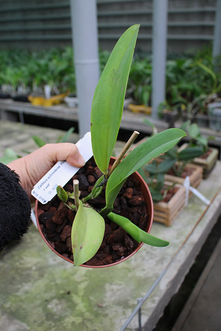 Cattleya schroderae 'Pink' (4N) x self.jpg