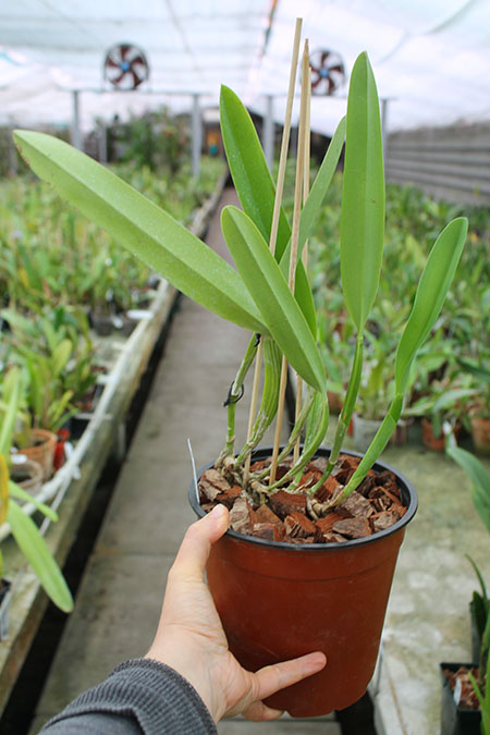 Laelia lobata var alba plena.jpg