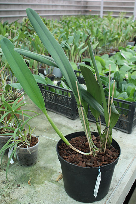 Laelia purpurata werkhauseri.jpg