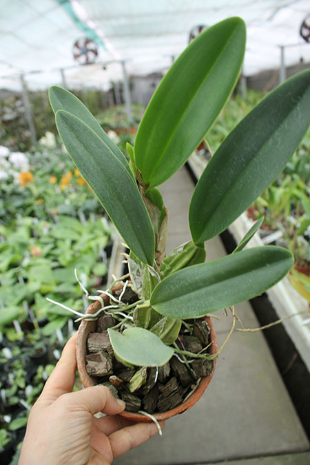 Laelia anceps guerrero x Laelia rubescens.jpg