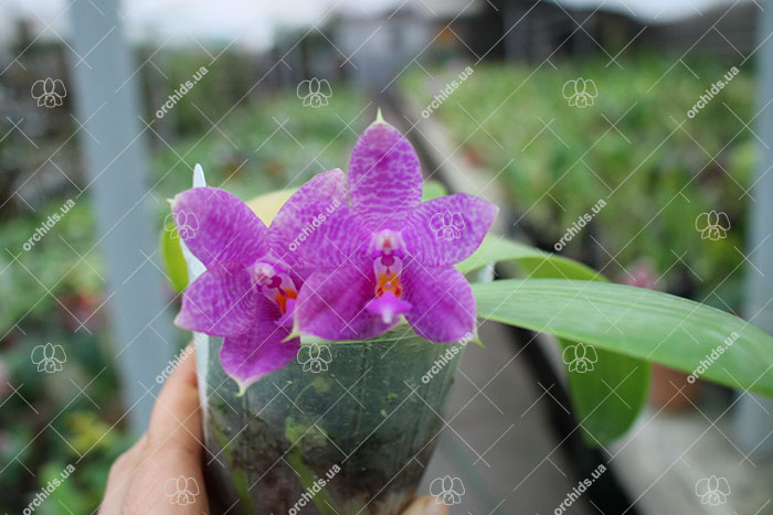 Phalaenopsis Joey x Samera indigo.jpg