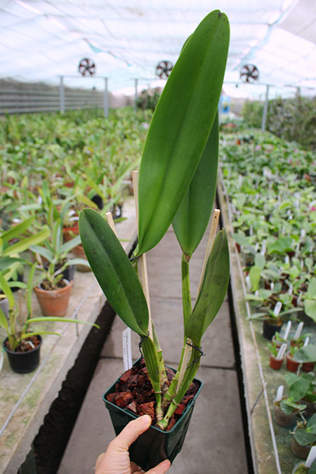 Cattleya warscewiczii sanderiana.jpg