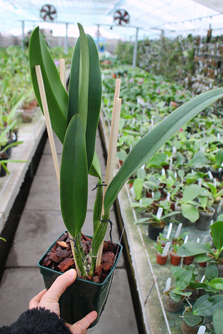Cattleya Faerie Queene (mossiae x rex).jpg
