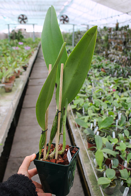 Cattleya Massiliensis semialba (dowiana aurea x trianae semialba).jpg