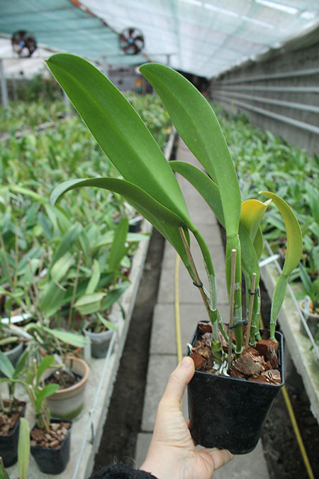 Cattleya Moscombe x (Brassolaeliocattleya Ports of Paradise 'Emerald Isle' x Brassavola digbyana 'Mr Pig').jpg
