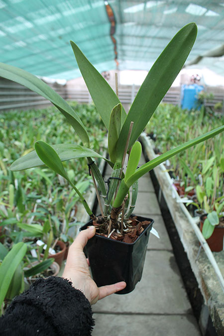 Cattleya eldorado 'M Ito'.jpg