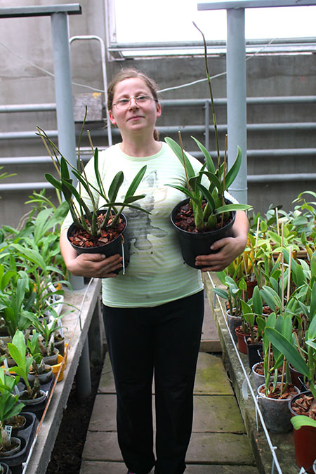 Laelia autumnallis.jpg