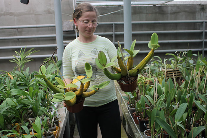 Myrmecophila tibicinis.jpg