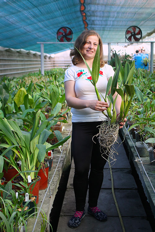 Laelia superbiens.jpg