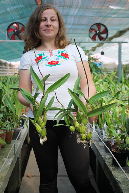 Laelia autumnallis.jpg