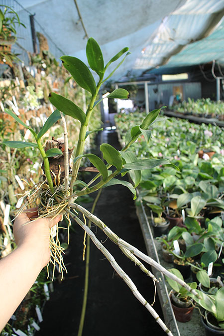 Dendrobium amethystoglossum.jpg