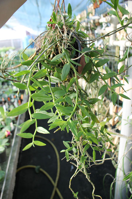 Dendrobium pierardii x loddigesii.jpg