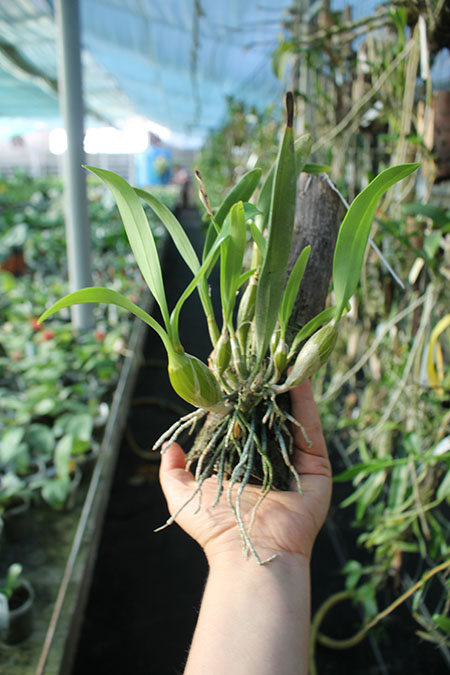 Dendrobium chrysotoxum.jpg