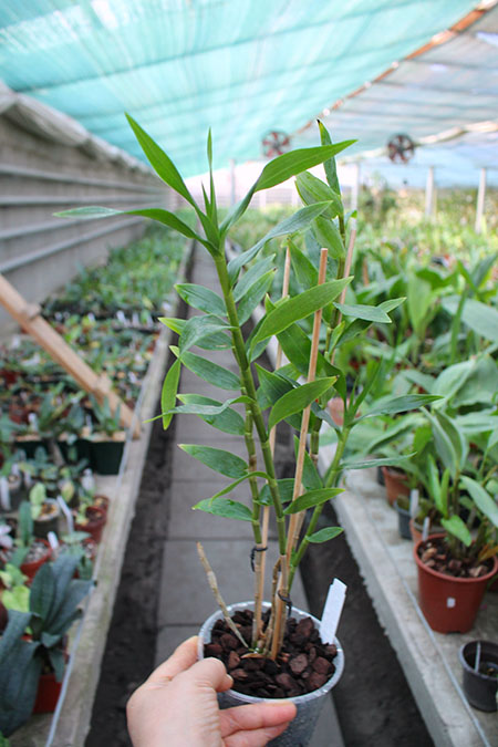 Dendrobium sulawesiense x lawesii 'Orange'.jpg