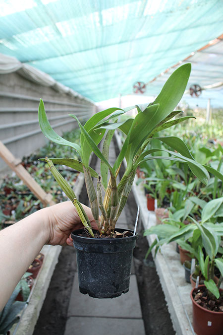 Dendrobium spectabile.jpg