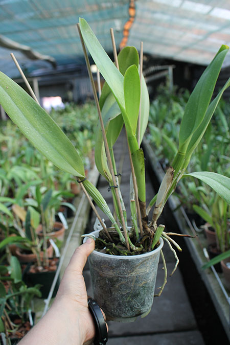 Potinara Susan Fender 'Cover Girl'.jpg