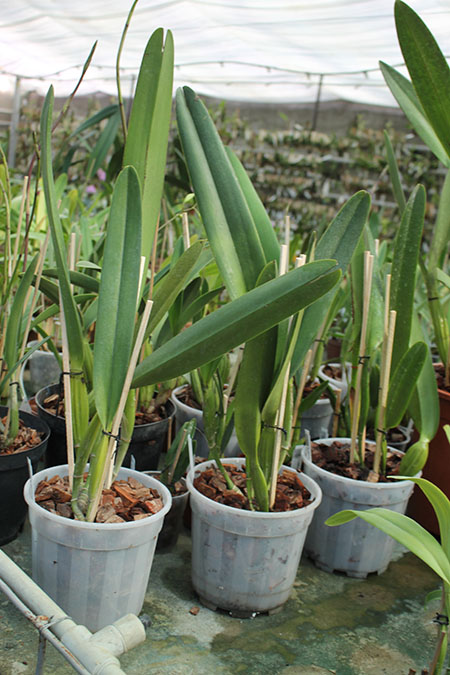 Laelia tenebrosa.jpg