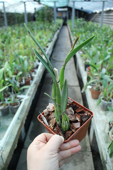 Laelia furfuracea.jpg