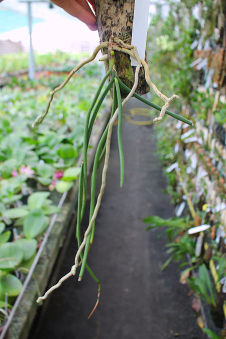 Seidenfadenia mitrata.jpg