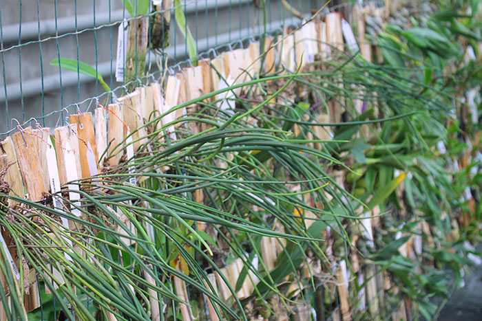 Brassavola cucullata.jpg