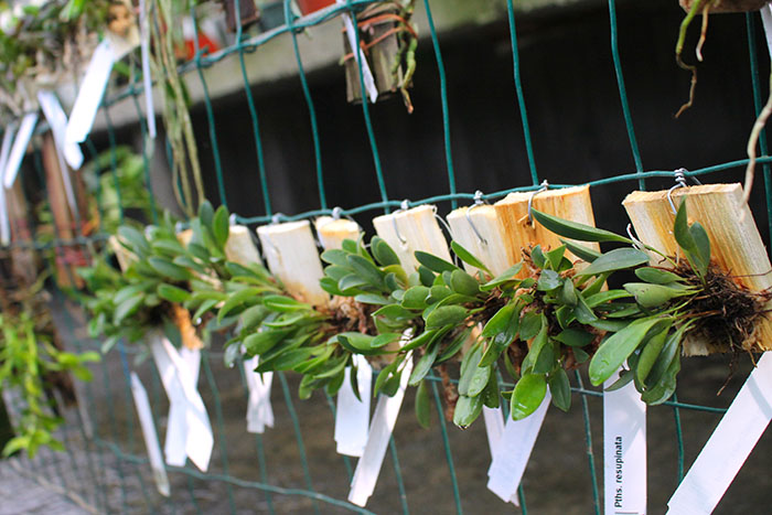 Pleurothallis resupinata.jpg